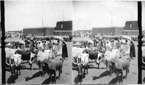 Types of Sudanese cattle- Market day at Omdurman. Egypt