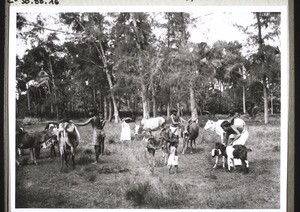Cattle-rearing in the boarding school in Paraperi