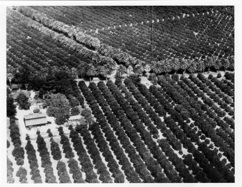 Photograph of Albert S. Bradford House amongst orange groves