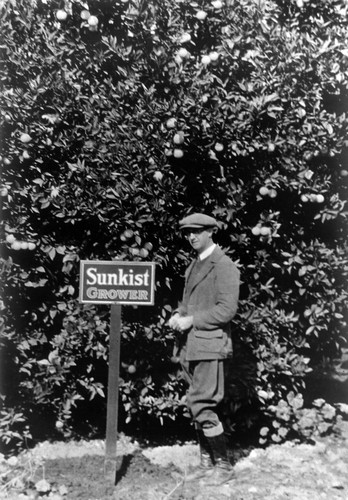 Photograph of Harrison Easton, first mayor of Placentia, standing beside citrus trees