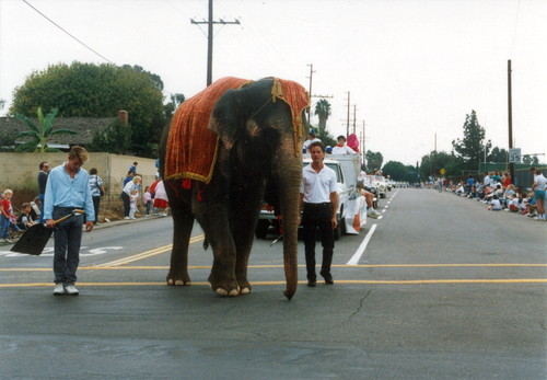 Photograph of elephant leading Heritage Day Parade