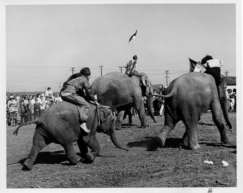 Photograph of elephant race