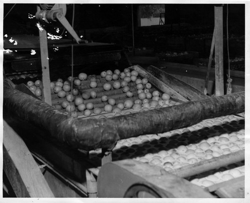 Photograph of citrus sizing and washing