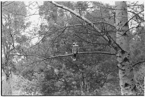 Kookaburra in tree