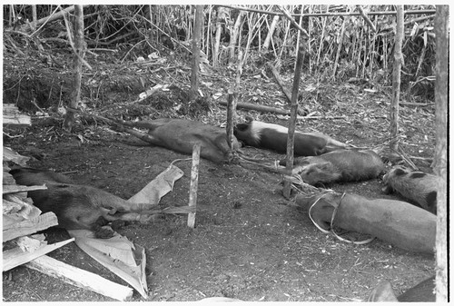 Pigs staked out in taualea for beritaunga ritual