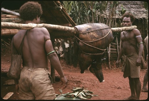 Bringing in a slab of pork over a pole