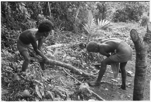 Two men trim a log with an axe for building gwelagwela platform for a mortuary feast