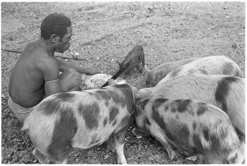 Man feeds chips of sago pith to his pigs