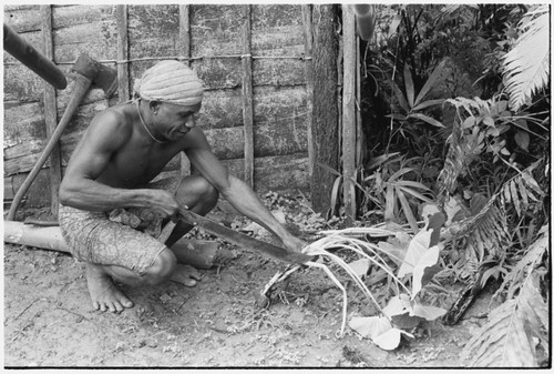 Maenaa'adi with new taro plant, probably gathered wild