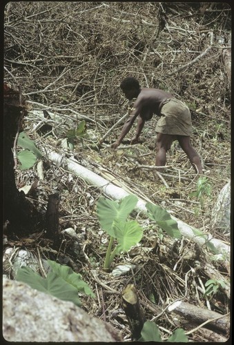 Woman clearing brush from newly cleared garden site