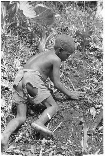 Boy planting taro in garden