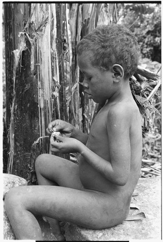 Children crackinig ngari cannarium almonds