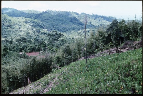 Taro garden