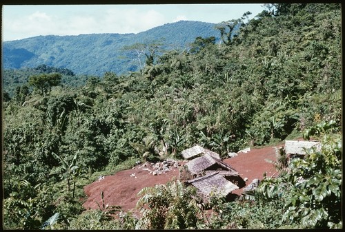 Kwaio hamlet