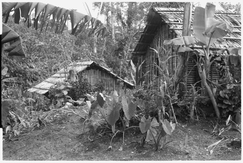 Taro planted beside a new men's house