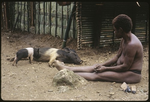 Woman watching a sow nurse a piglet