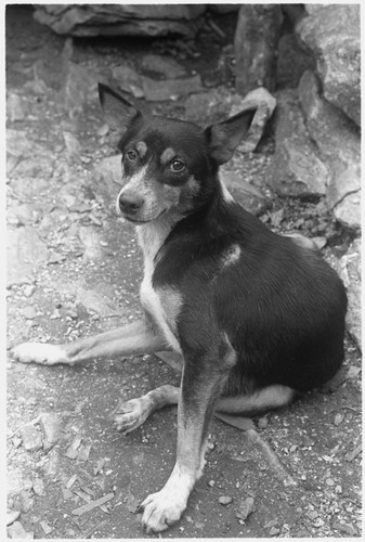 Folofo'u's dog — Calisphere