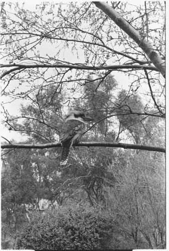 Kookaburra in tree