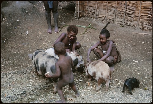 Children delousing pigs