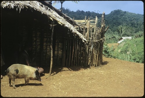 A pig in front of a building