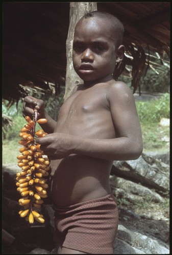 Sitoa of Kwailala'e (Sinalagu coastal slope) with wild betel nuts