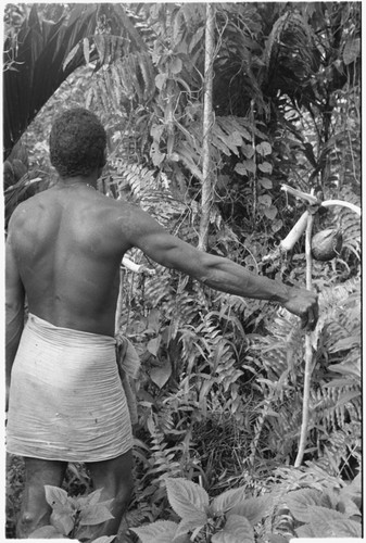 Tome Arika talking to ancestors behind men's house with niu'igani offering of taro and coconuts in hand