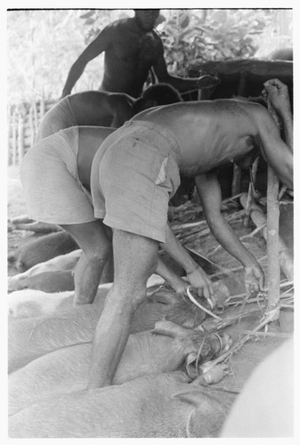 Men tying out pigs for taualea, feasting shelter, ritual