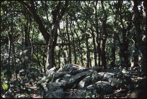 Forest and boulders landscape