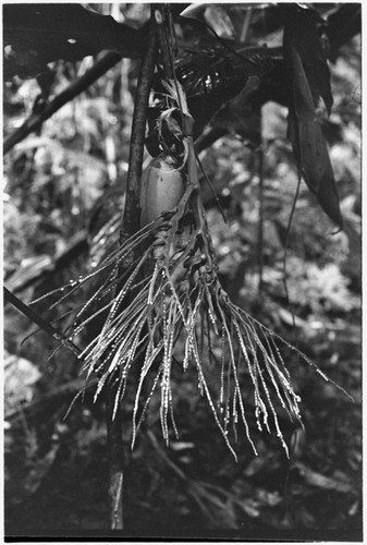 Offering of immature coconut and area (betelnut) cluster hung in the taualea ritual shelter