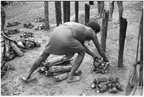 Putting out piles of taro for distribution