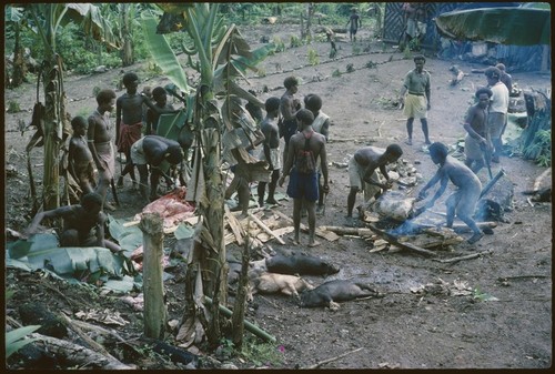 Killing pigs at a feast, probably at Ngarinaasuru