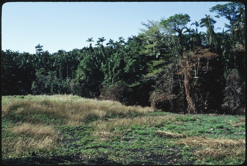 Forest landscape