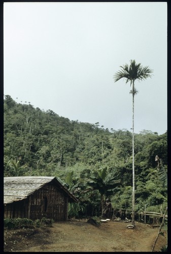 Hamlet clearing with areca palm