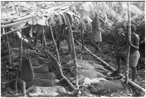 Tying out pigs for a mortuary feast