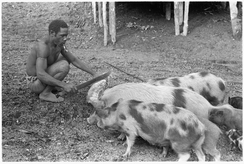 Man feeds chips of sago pith to his pigs