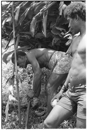 Ibaa in foreground, Larikeni background husking the coconut