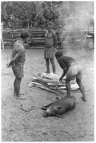 Making fire in clearing for cooking a pig