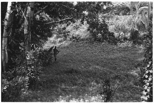 Near Ngarinaasuru, on the Sinalagu coastal slope