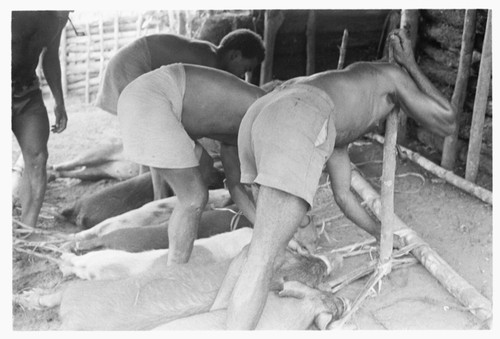 Men tying out pigs for taualea, feasting shelter, ritual