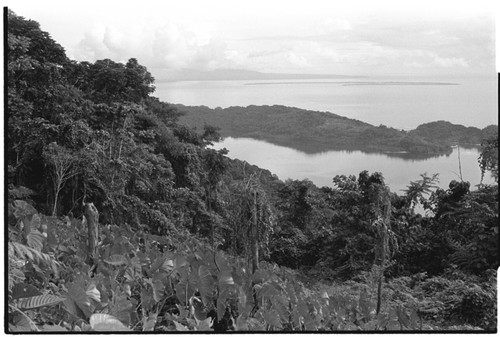 Sinalagu Harbour from taro gardens at about 1500