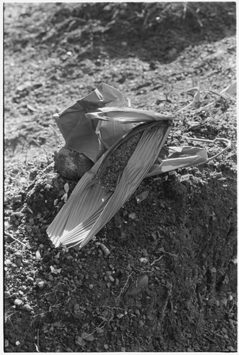 Folofo'u bespells plants for langwalee'ai magic, associated with the return of a mother and newborn infant from the childbrith and menstrual hut areas