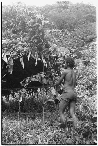 Ibaa brings leaves to cover o'oba shelter, and preparing it for what looks like taualea for beritaunga ritual