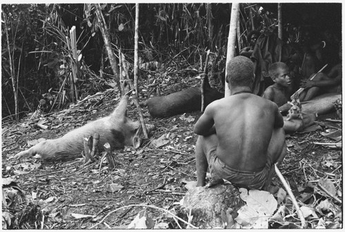 Pigs staked out before sacrifice