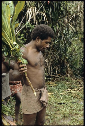 Maenaa'adi of Furisi'ina with cordyline and other plants for ritual