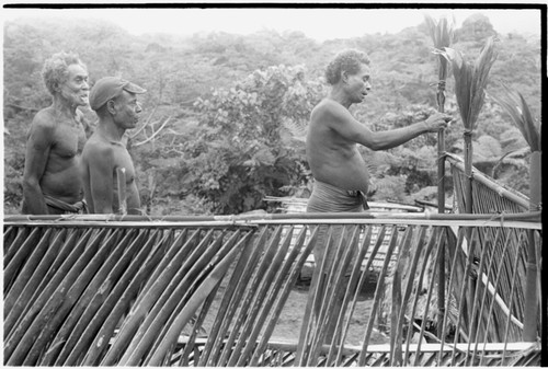 Consecration of feasting platform with bespelled cordyline, here being tied to the platform