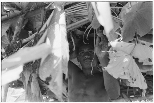 Ibaa brings leaves to cover o'oba shelter, and preparing it for what looks like taualea for beritaunga ritual