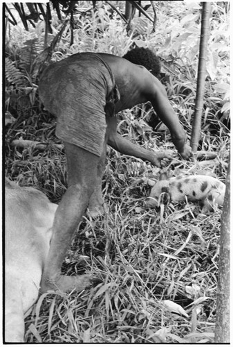 Staking a piglet in lean-to