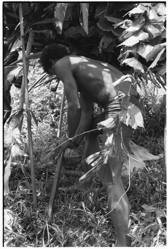 Ibaa, son of Larikeni, with stakes to ritually husk coconut