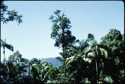 Forest landscape