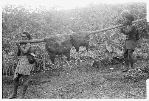 Men carrying slabs of pork on a pole, Alasiaboo of Tofu in front